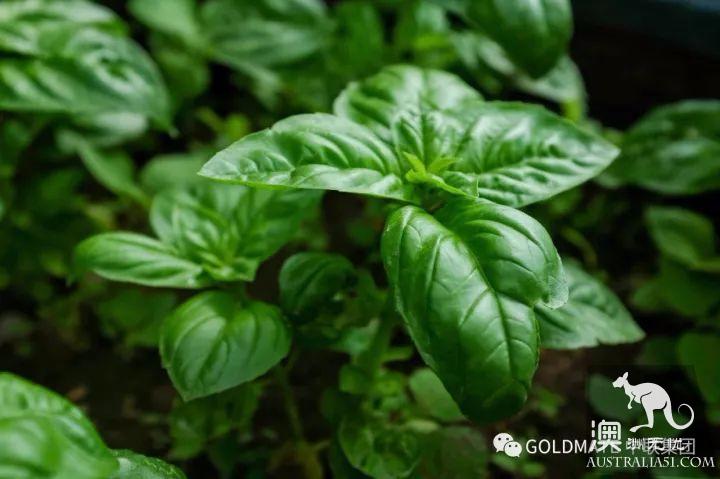 澳洲超市裹常見的調味香料與香草,內附各類香料中英文對照