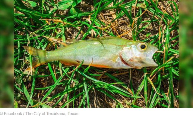 下“魚”了!得州龍卷風過後,死魚從天而降