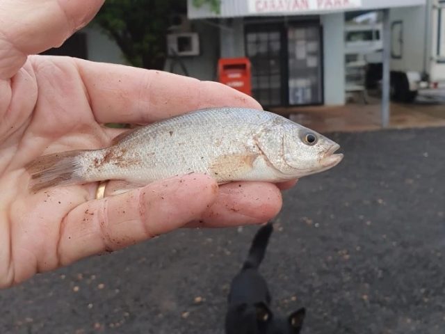 下“魚”了!得州龍卷風過後,死魚從天而降