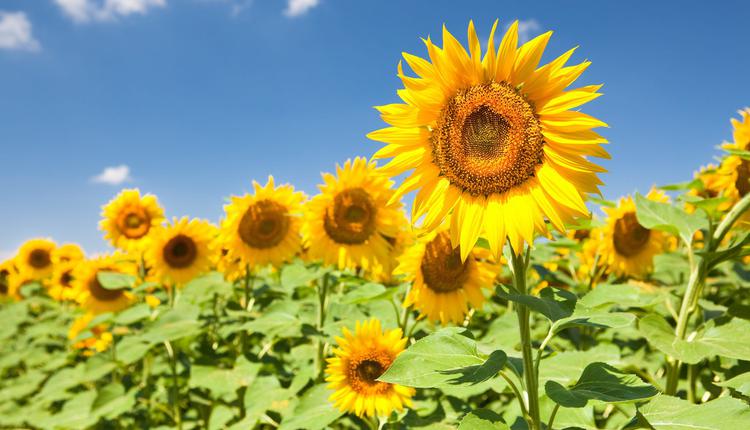 盛夏記憶中的金色葵花田 人生中至少看一次!