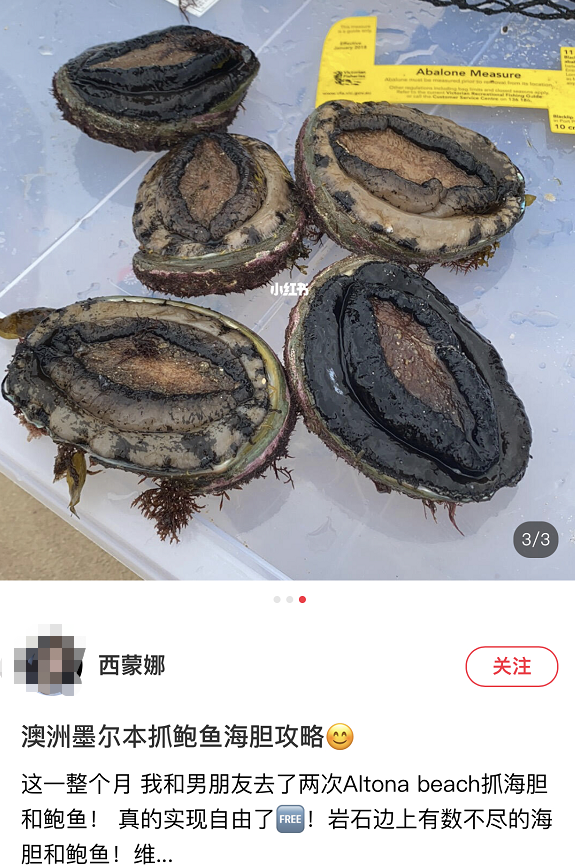 華人透露澳洲“抓鮑魚秘境”!分分鐘抓10只,岩石邊上趴滿大鮑魚