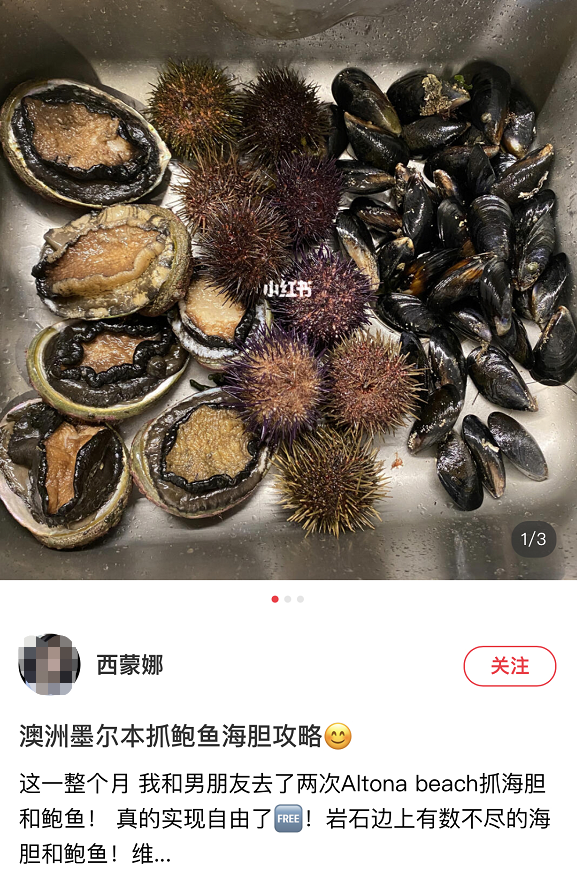 華人透露澳洲“抓鮑魚秘境”!分分鐘抓10只,岩石邊上趴滿大鮑魚