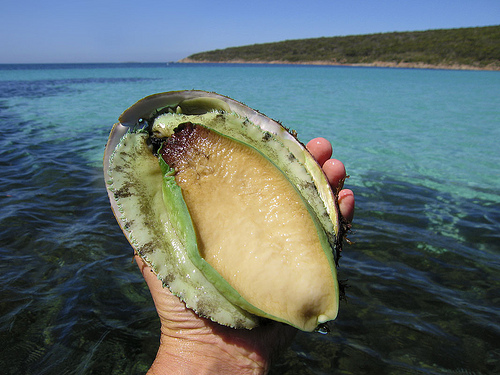 華人透露澳洲“抓鮑魚秘境”!分分鐘抓10只,岩石邊上趴滿大鮑魚