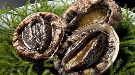 華人透露澳洲“抓鮑魚秘境”!分分鐘抓10只,岩石邊上趴滿大鮑魚