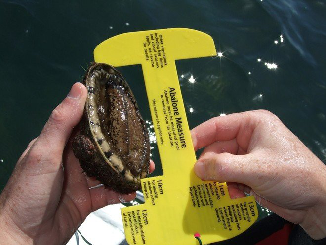 華人透露澳洲“抓鮑魚秘境”!分分鐘抓10只,岩石邊上趴滿大鮑魚