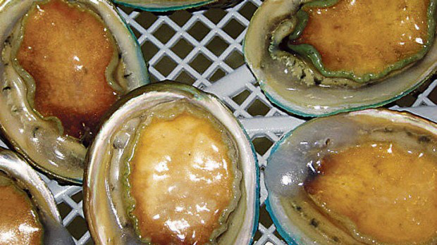 華人透露澳洲“抓鮑魚秘境”!分分鐘抓10只,岩石邊上趴滿大鮑魚