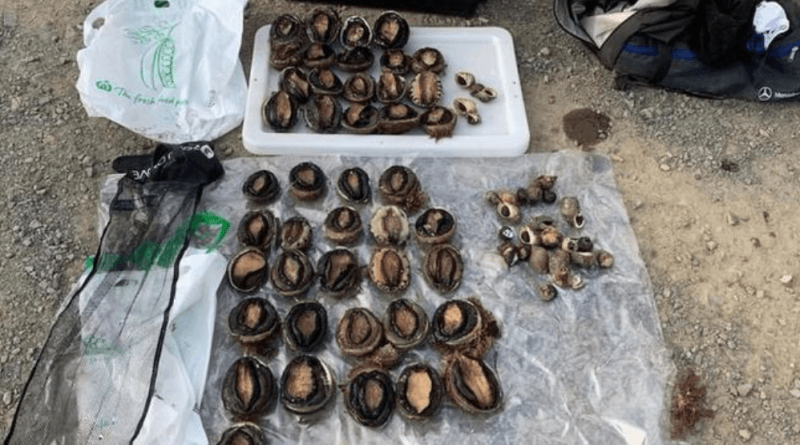 華人透露澳洲“抓鮑魚秘境”!分分鐘抓10只,岩石邊上趴滿大鮑魚