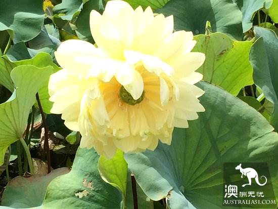 夏日荷花大賞!墨爾本藍蓮花水上花園,美到讓妳夢回江南