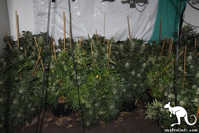 涉嫌種277株大麻,澳洲華裔男遭拘控