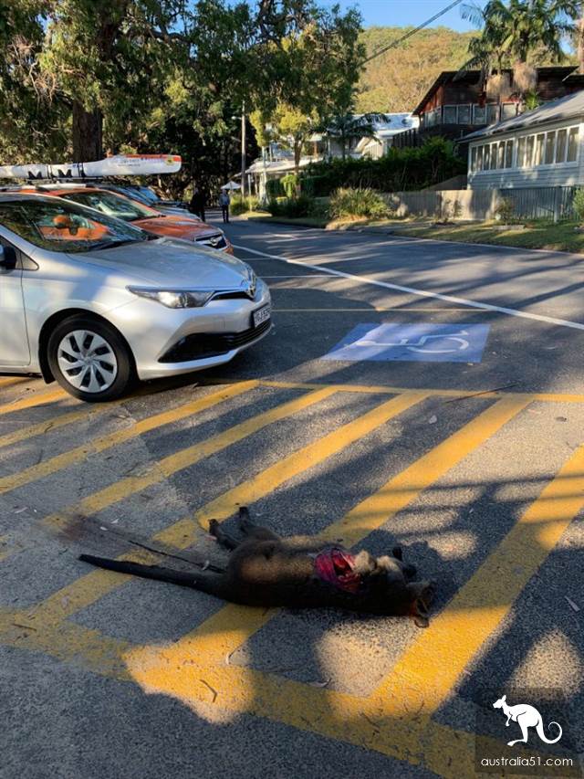 中央海岸停车场惊现惨死沙袋鼠,身体被切开大洞