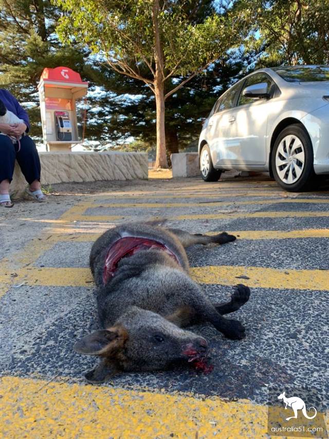 中央海岸停车场惊现惨死沙袋鼠,身体被切开大洞