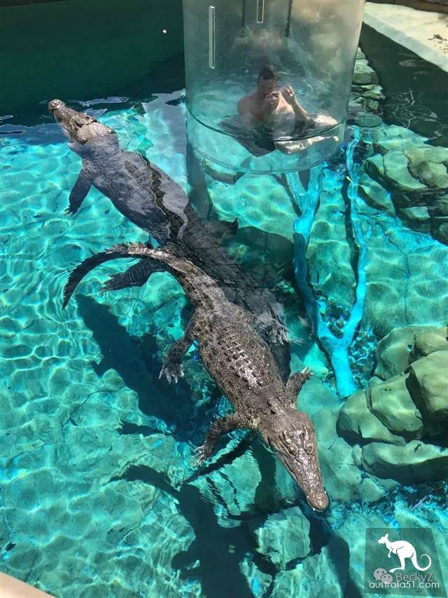 我,達爾文鳄魚公園的攝影師,每天做些什麼?