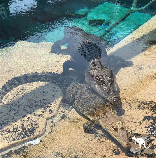 我,達爾文鳄魚公園的攝影師,每天做些什麼?