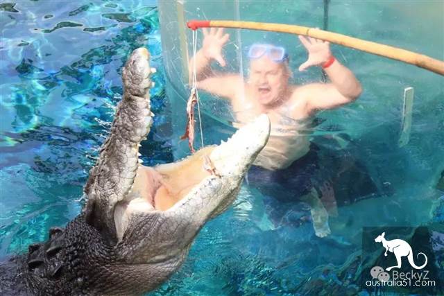 我,達爾文鳄魚公園的攝影師,每天做些什麼?