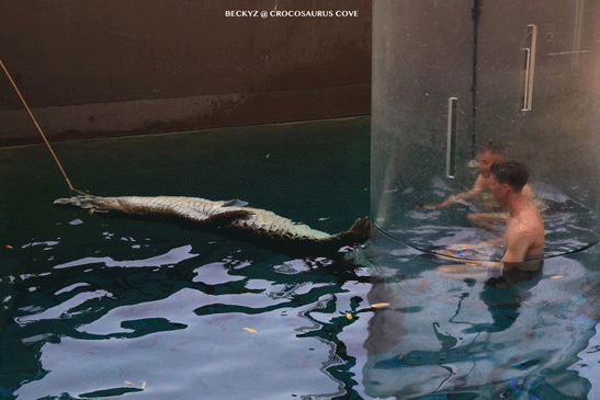 我,達爾文鳄魚公園的攝影師,每天做些什麼?