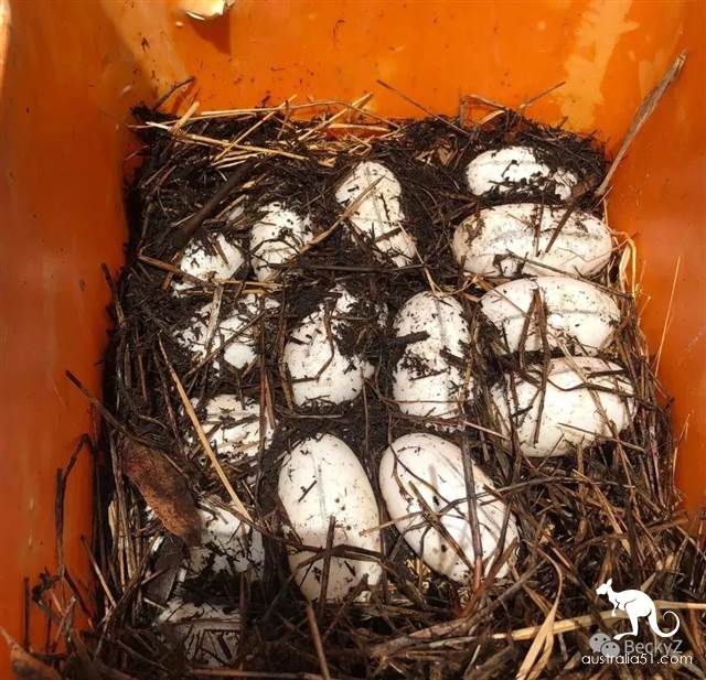 我,達爾文鳄魚公園的攝影師,每天做些什麼?