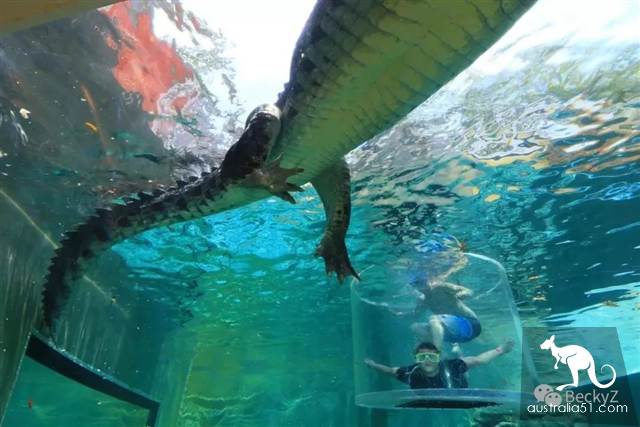 我,達爾文鳄魚公園的攝影師,每天做些什麼?