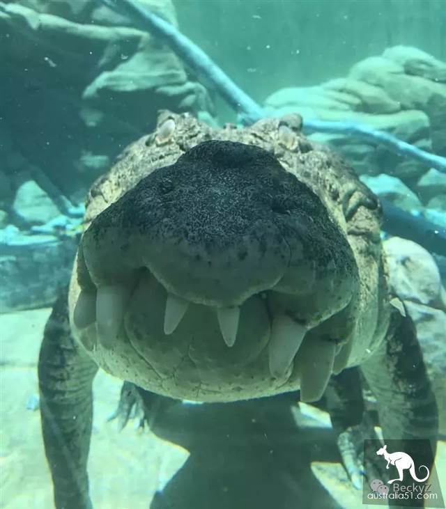 我,達爾文鳄魚公園的攝影師,每天做些什麼?