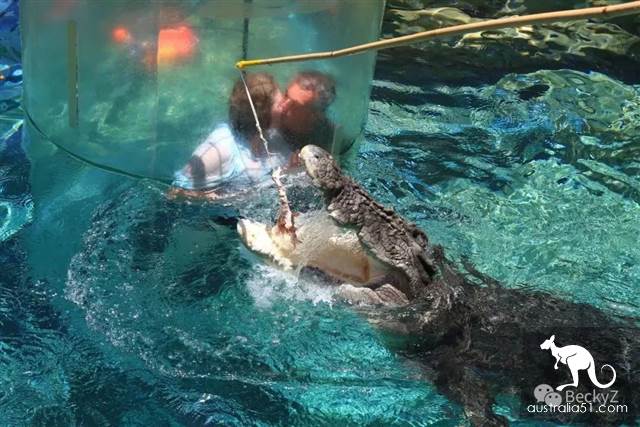 我,達爾文鳄魚公園的攝影師,每天做些什麼?