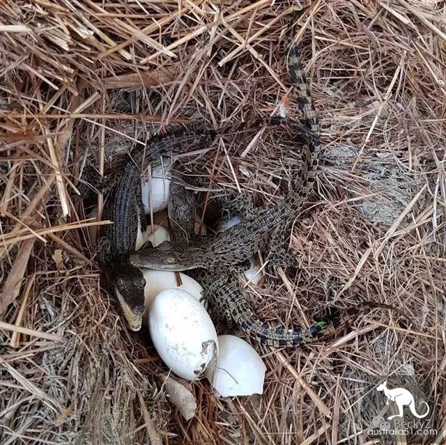 我,達爾文鳄魚公園的攝影師,每天做些什麼?