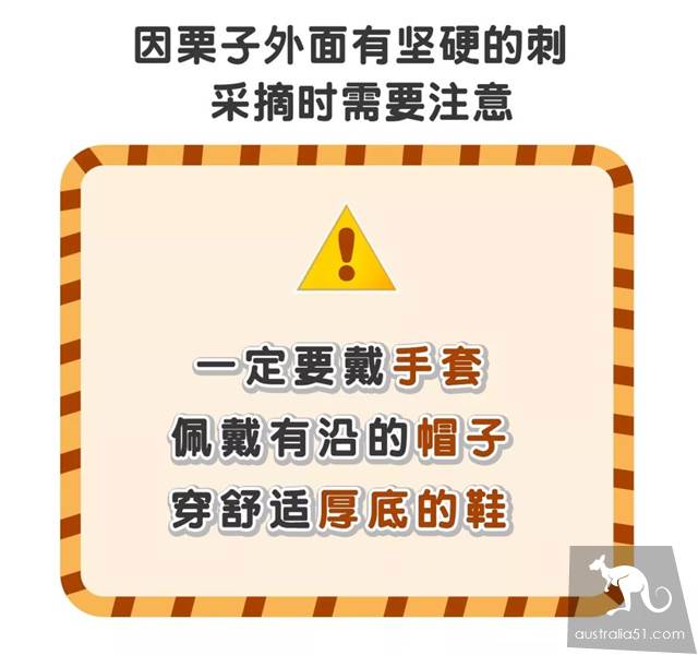 秋天到!墨爾本摘栗子攻略手冊,最全采摘自駕路線,全打包好了