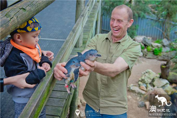 抱考菈、喂袋鼠,阿德萊德的峽谷野生動物園能玩一整天