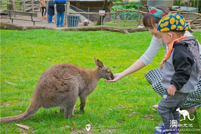 抱考菈、喂袋鼠,阿德萊德的峽谷野生動物園能玩一整天
