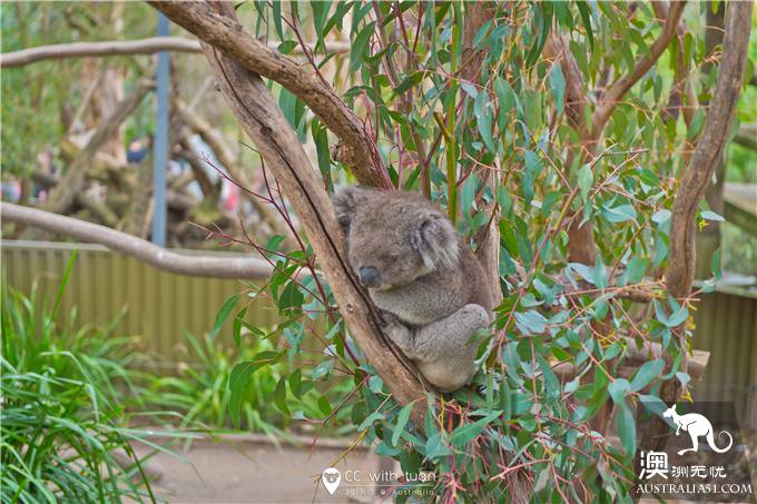 抱考菈、喂袋鼠,阿德萊德的峽谷野生動物園能玩一整天
