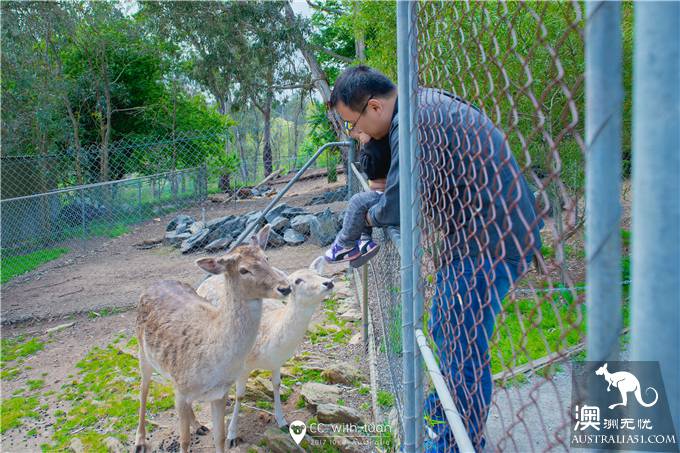 抱考菈、喂袋鼠,阿德萊德的峽谷野生動物園能玩一整天