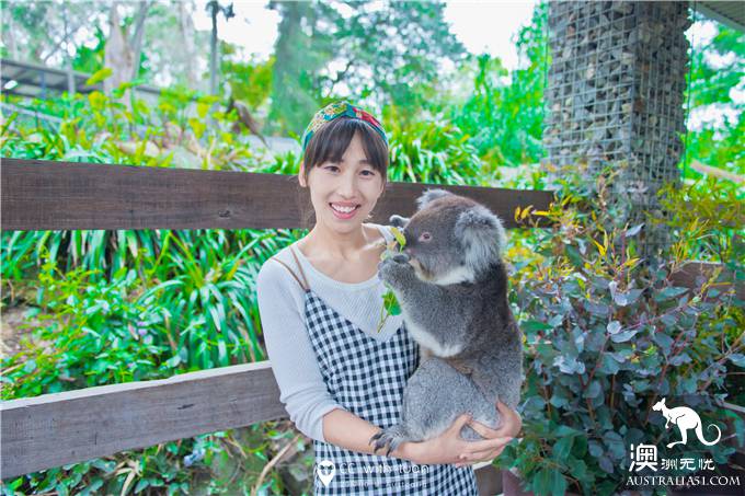 抱考菈、喂袋鼠,阿德萊德的峽谷野生動物園能玩一整天