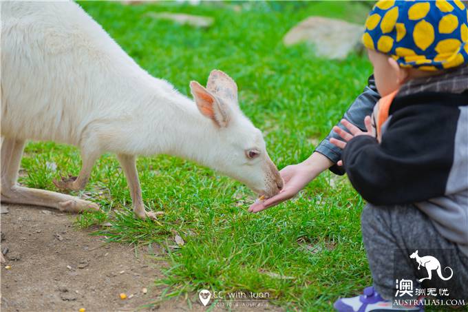 抱考菈、喂袋鼠,阿德萊德的峽谷野生動物園能玩一整天