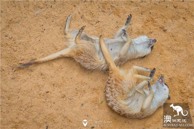 抱考菈、喂袋鼠,阿德萊德的峽谷野生動物園能玩一整天