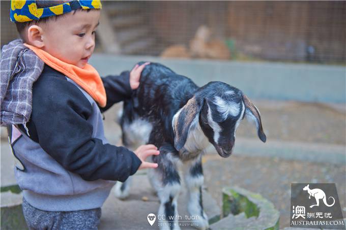 抱考菈、喂袋鼠,阿德萊德的峽谷野生動物園能玩一整天