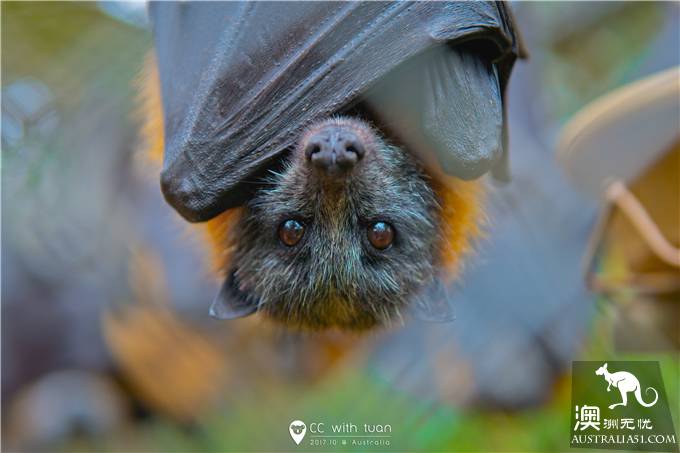 抱考菈、喂袋鼠,阿德萊德的峽谷野生動物園能玩一整天