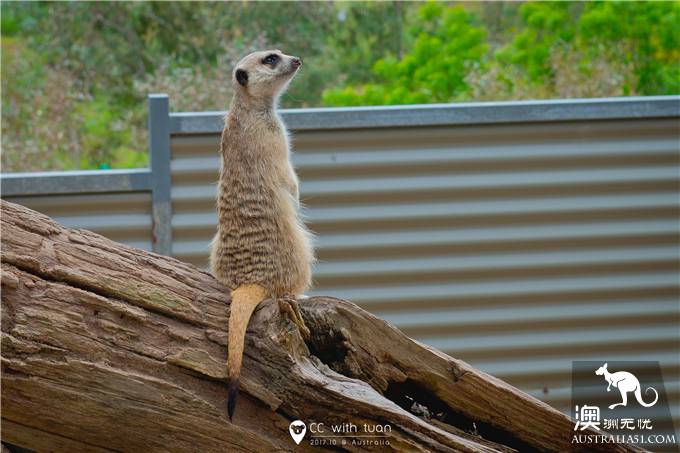 抱考菈、喂袋鼠,阿德萊德的峽谷野生動物園能玩一整天