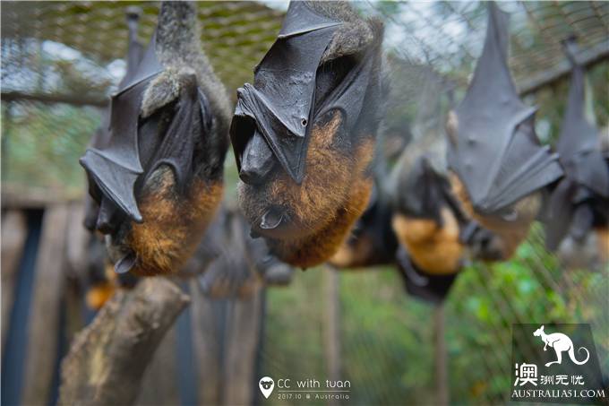 抱考菈、喂袋鼠,阿德萊德的峽谷野生動物園能玩一整天