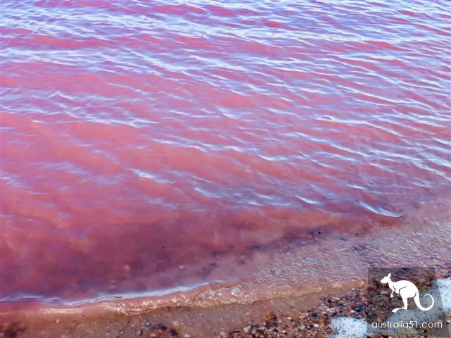 Hutt Lagoon,西澳小粉湖,喂上帝,妳的蘭蔻粉水灑了