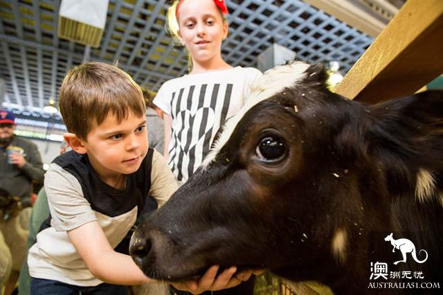 Ekka，40万人期待的布里斯班年度盛会有你吗？