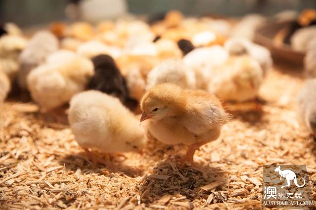 Ekka，40万人期待的布里斯班年度盛会有你吗？