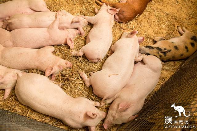 Ekka，40万人期待的布里斯班年度盛会有你吗？