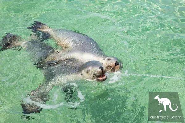 海豹?海獅?妳分得清楚嗎?