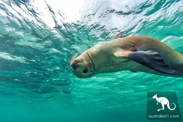 海豹?海獅?妳分得清楚嗎?