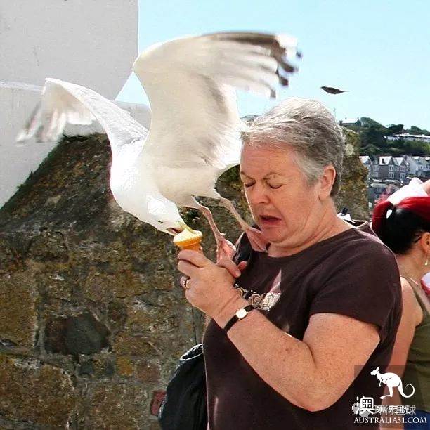 澳大利亞好鳥壞鳥大彙總