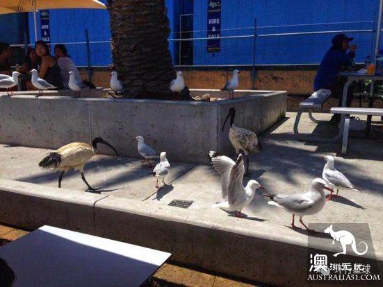澳大利亞好鳥壞鳥大彙總