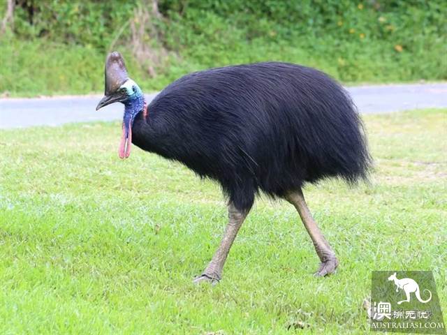 澳大利亞好鳥壞鳥大彙總