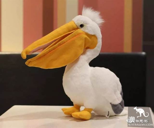 澳大利亞好鳥壞鳥大彙總