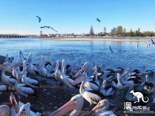澳大利亞好鳥壞鳥大彙總
