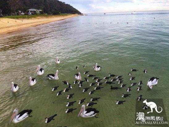 澳大利亞好鳥壞鳥大彙總