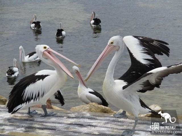 澳大利亞好鳥壞鳥大彙總