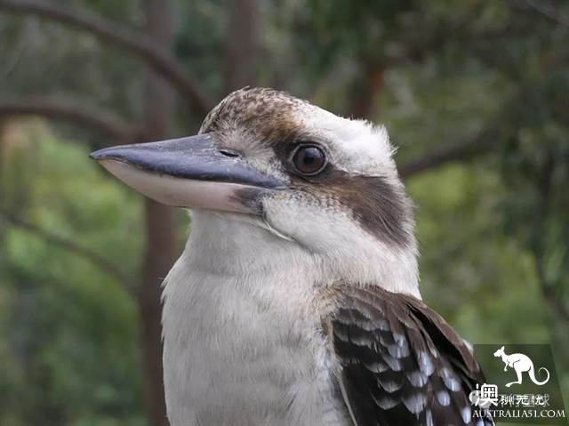 澳大利亞好鳥壞鳥大彙總